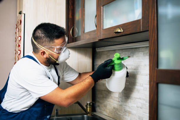 Best Flea Control Services  in Windsor, MO