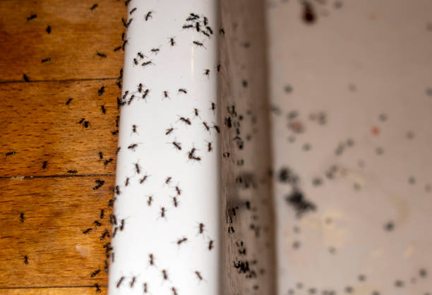 Trusted Windsor, MO Pest Control Experts