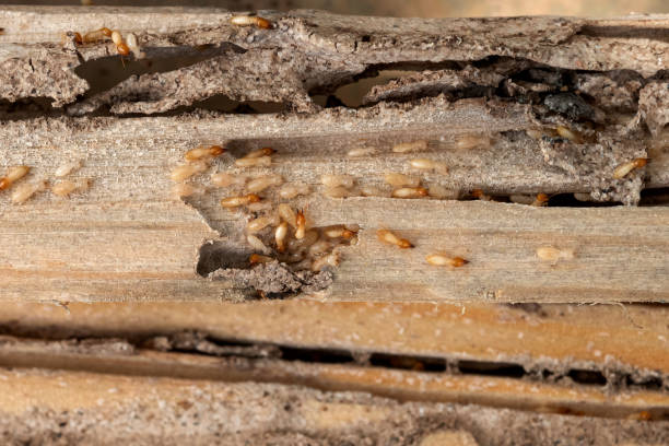 Best Affordable Pest Control Services  in Windsor, MO