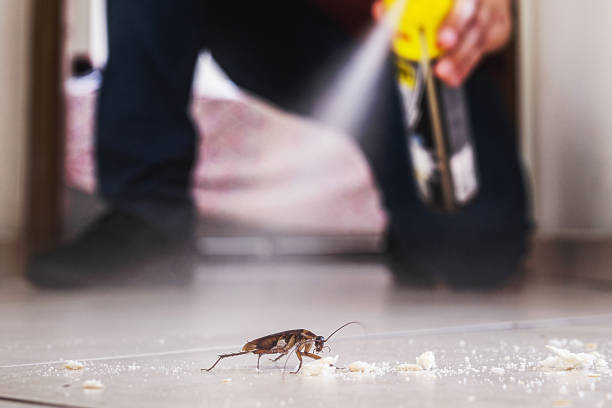 Best Mosquito Control Services  in Windsor, MO