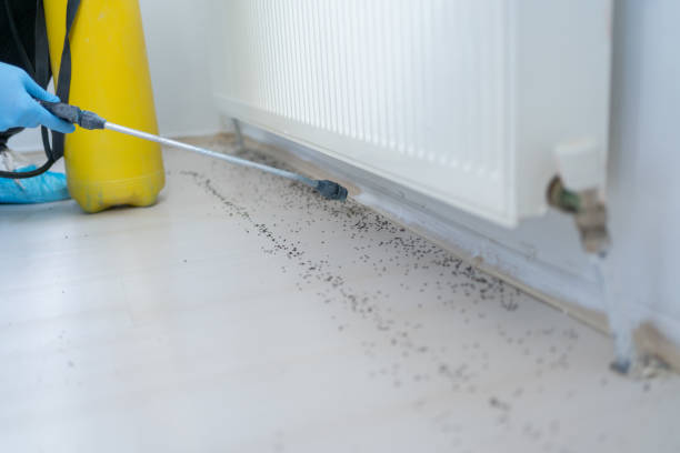 Best Wasp Removal Services  in Windsor, MO